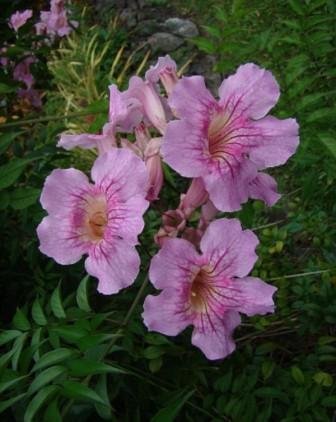 Plantsworld Tecoma Pink Live Plant (B074WZ2JC2) Amazon Price History, Amazon Price Tracker