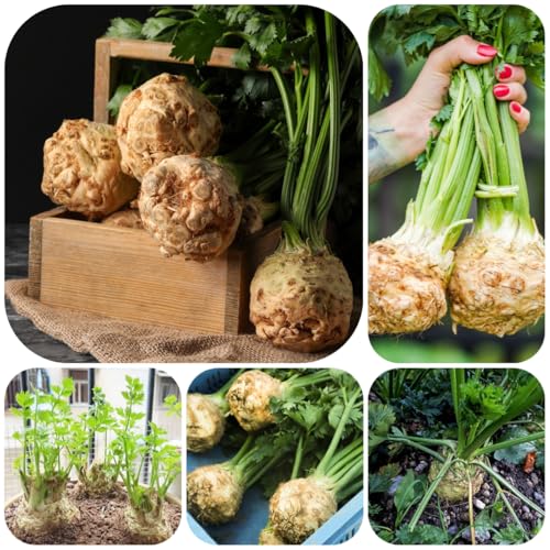 semillas de apio, semillas de apio nabo, para camas elevadas exóticas exterior jardín rocas jardín del balcón invierno verdes 350pcs