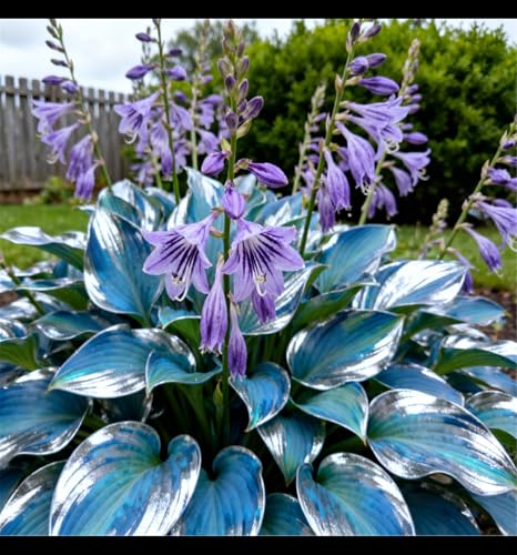 Hosta tollerante al freddo in grandi quantità/Garden Corner Landscaping/Perenne tollerante al freddo/Hosta a foglie grandi/Svernamento all'aperto-15 PCS-C