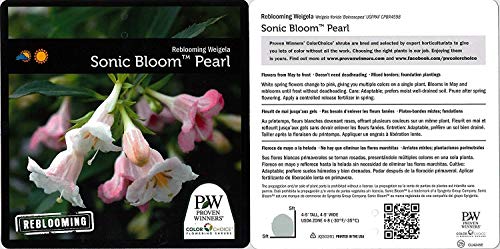 Proven Winners - Weigela florida Sonic Bloom Pearl (Reblooming Weigela) Shrub, white flowers, #3 - Size Container