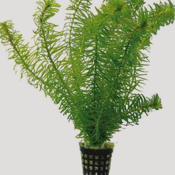 Hydrilla Aquarium Plant - 5 Pcs | Fresh Live Aquatic Plants for Aquariums | Hardy & Fast-Growing | (B0DDJ9TW2N) Amazon Price History, Amazon Price Tracker
