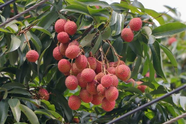 ARUSHI PLANTS MARKET THAI LITCHI FRUIT PLANT HELDI/GOOD cyeashkl