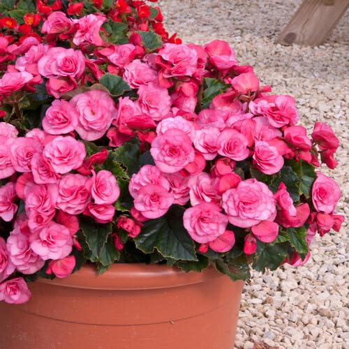 100pieces Pink Begonia Flower Seeds