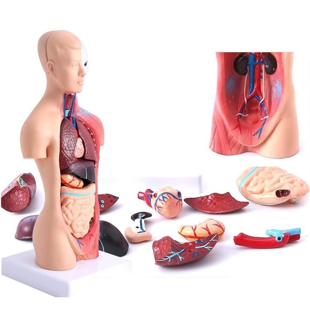 Modelo de Anatomía del Torso Humano de 28 cm con Órganos Internos Removibles, Modelo de Exhibición Educativa del Tronco | Marcado de órganos transparente pintado a mano, PVC resistente y ecológico, fácil de desmontar para su observación,