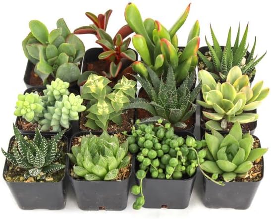 Mountain Crest Gardens Easy Indoor Succulent Variety Pack - 12 Live Plants, All Different Varieties, Rooted in 2 Inch Pots - Low Light Succulents for Home Decor, Desks, Windowsills & DIY Arrangements