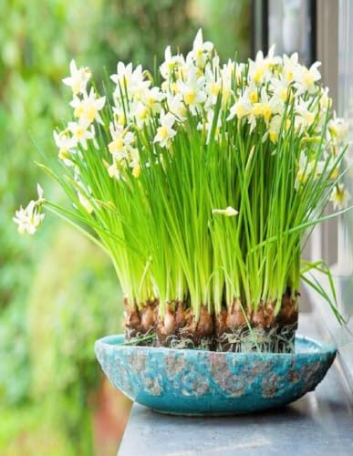 Plantogallery Nargis Scented Flower Bulbs Multicolor (1pc) (B0CLF3B1T5) Amazon Price History, Amazon Price Tracker