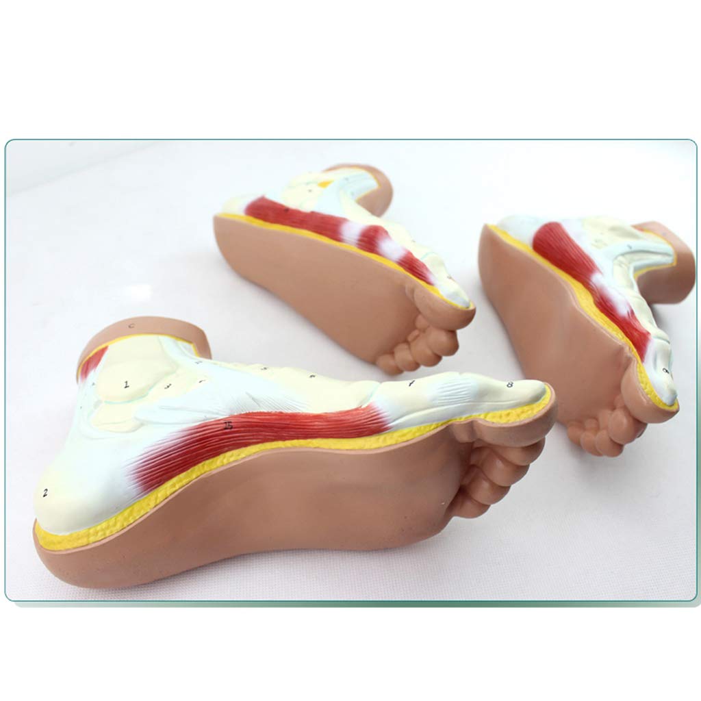 Rozmiar Naturalny Model Anatomiczny Normalnej/Wygiętej/Płaskiej Stopy – Model Ludzkiej Stopy – Materiał Pcv Modele Naukowe Dotyczące Anatomii Człowieka – Do Ćwiczeń Rehab