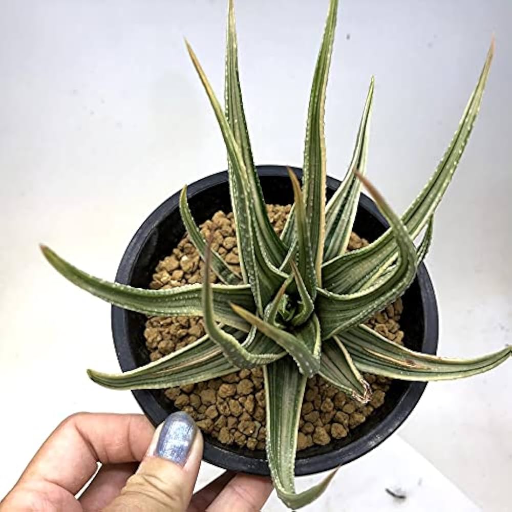 ヘブンズタランチュラ ハオルチア 硬葉 楽天市場】多肉植物：硬