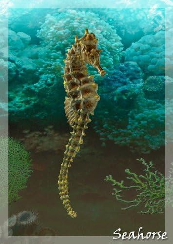 Authentic Collection Fish and Seahorse-3D Lenticular Postcard Set (Pack of 5)