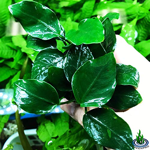 Anubias Barteri Var Nana Potted Live Aquarium Plants Decoration For Freshwater Fish Tank By Greenpro #TOP27