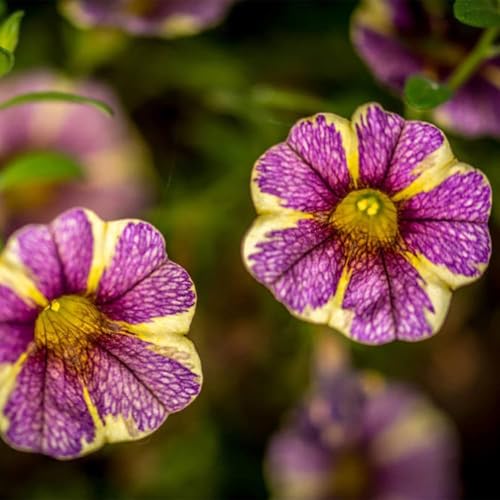 petunien hängend gartenblumen exotische gartensamen wildblumensamen wildblumen dekoration wohnzimmer bienen wiese hochbeet balkon blumenwiese mehrjährig winterhart 1000samen