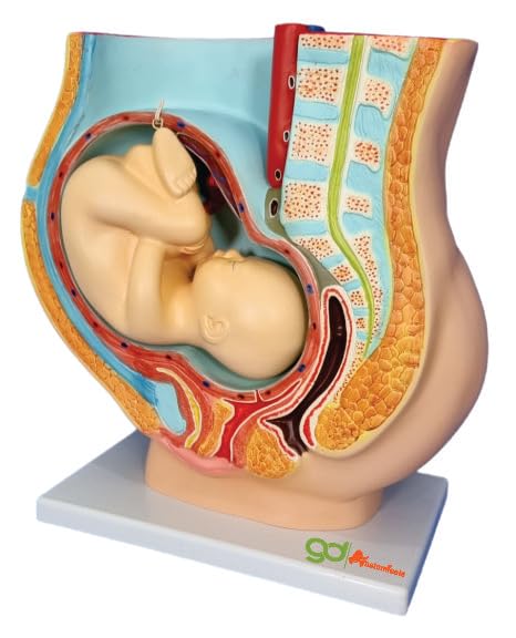 GD ANATOMICALS® Female Pelvis Model - Educational Tool for Medical Study || Female Pelvic Anatomy Model || Perfect for Womens Health Education - Anatomical Model Included || Female Pelvis Model for Medical Demonstrations and Study || Grade Female Pe (B0CG12RMF7) Amazon Price History, Amazon Price Tracker