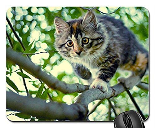 Yanteng Tapis de Souris de Jeu mousemat Un Chat Descendant d'un Arbre...