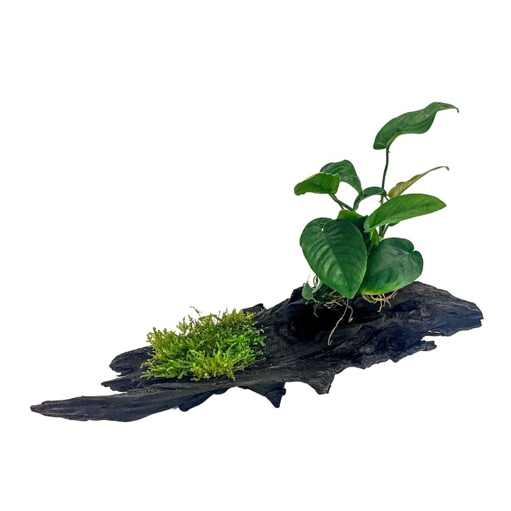 AquaOne Anubias barteri et mousse d'aquarium, sur racine de mangrove, décoration naturelle d'aquarium, facile d'entretien, idéale pour les crevettes, les silures et l'aquascaping