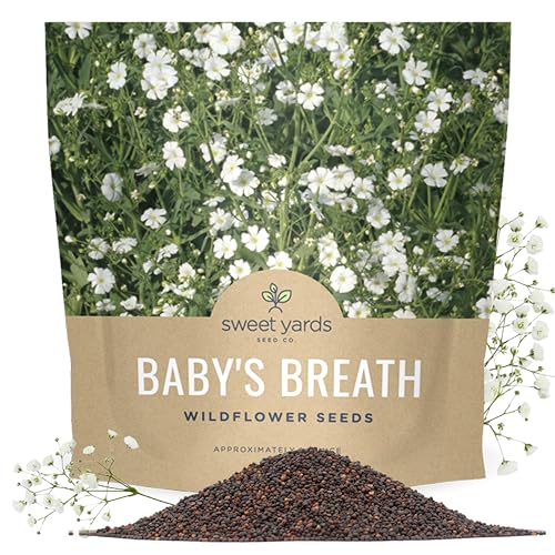Showy Babys Breath Seeds Bulk Quarter Pound Bag Over 80 000 Open Pollinated Non-GMO Wildflower Seeds Gypsophila elegans Quick Blooming White Flowers