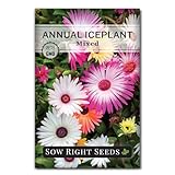 Sow Right Seeds - Ice Plant Flower Seeds for Planting - Non-Invasive Livingstone Daisy, Succulent Like Leaves - Beautiful Flowers to Plant in Your Garden - Non-GMO Heirloom Packet (1)