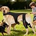 Opdestn Hunde Hüftbandage - Einstellbare Gelenkmanschette - Hunde Hinterbein Orthese mit 4 Metall Stabilisatoren,für Spaziergänge, Wanderungen, Training, Outdoor Aktivitäten, Park, und Reisen
