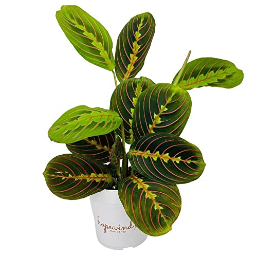 Hopewind Plants Shop, Red Prayer Plant, Red Maranta, Gorgeous Live Indoor Plant, Easy to Care and Rare Variety 4 inch Pot