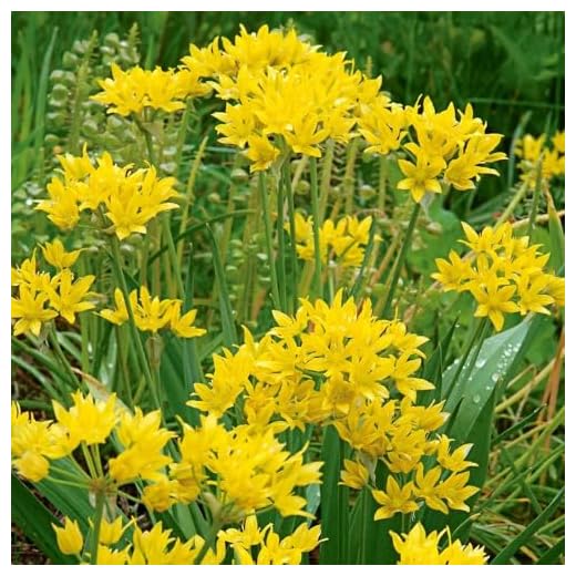 Votaniki Allium Moly Bulbs - Long Lasting Blooms, Allium Moly (Lily Leek) | Golden Yellow Perennial Flowering Bulbs for Summer & Spring Gardens, Easy to Grow (12 Pack)