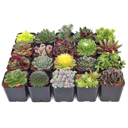 Mountain Crest Gardens Hardy Succulent Variety Pack - 20 Frost-Tolerant Live Plants, Rooted in 2 Inch Pots - Real Outdoor Succulents for Rock Gardens, Landscaping, DIY Arrangements