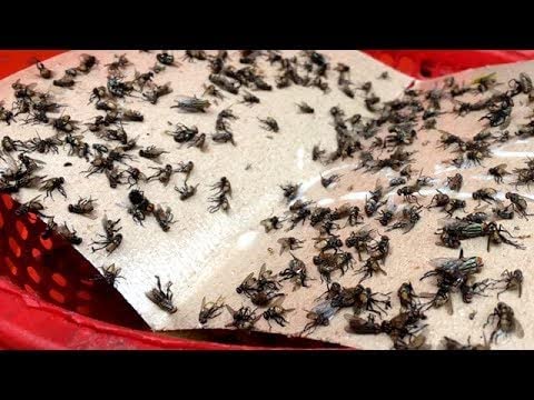 Spicado Traders Fly Trap for Home Glue House, Sticky Stick Paper Sticker Paper/Sticky Traps for Flies Chemical Free Insect Catcher Pads Insects, Whiteflies, Aphids, Leaf Minor, Thriphs (Pack of 5) (B0BH33MSBY) Amazon Price History, Amazon Price Tracker