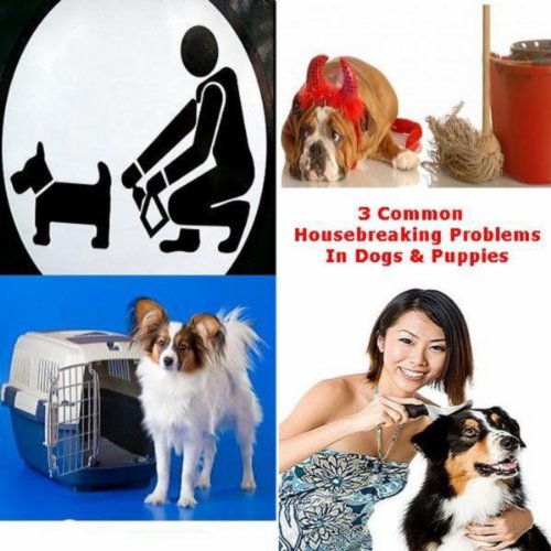 Dog Training Common Housebreaking Mistakes for Puppies