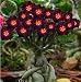 Produktbild ADB Inc DD 2016 Red Heart Brown Black Adenium Desert Rose with Fire Flower