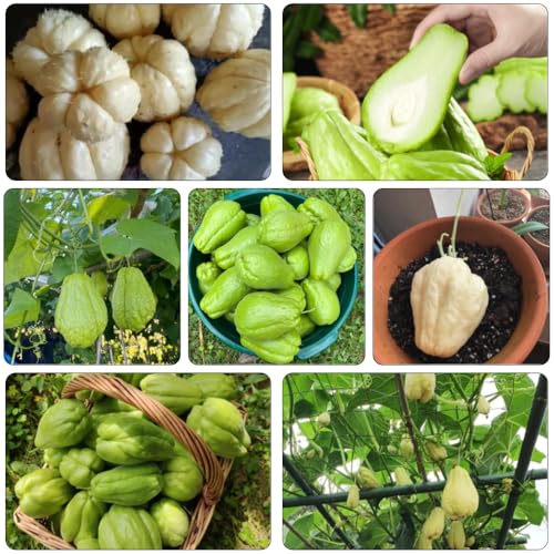 chayote semillas de variedades tradicionales cocina de jardín decorativa semillas orgánicas jardín interior del balcón 450pcs