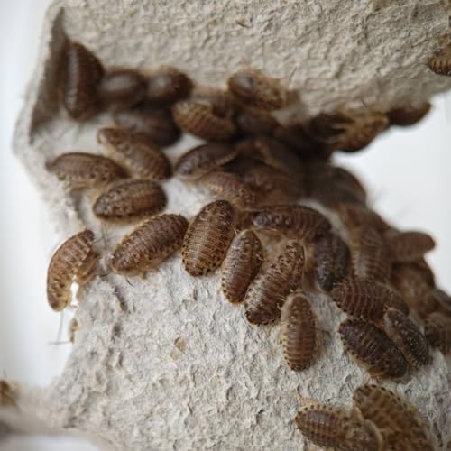 【邑楽ファーム公式】ネコポス発送 活デュビア SSSサイズ 約250匹 5~10mm程度 活餌 爬虫類 両生類のサムネイル