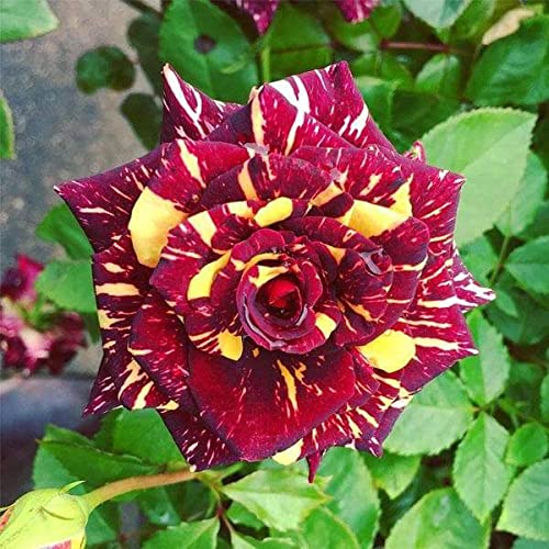 Mphmi Plantslive Rose (Maroon - Yellow) - Plant (B09NGRMPPY) Amazon Price History, Amazon Price Tracker