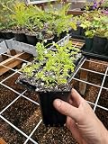 Feverfew Live Plant, 4 Inch Pot, Medium Herb, 1 Count