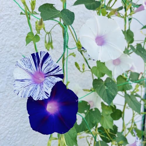 朝顔の種 江戸風情 50粒+α あさがおのサムネイル