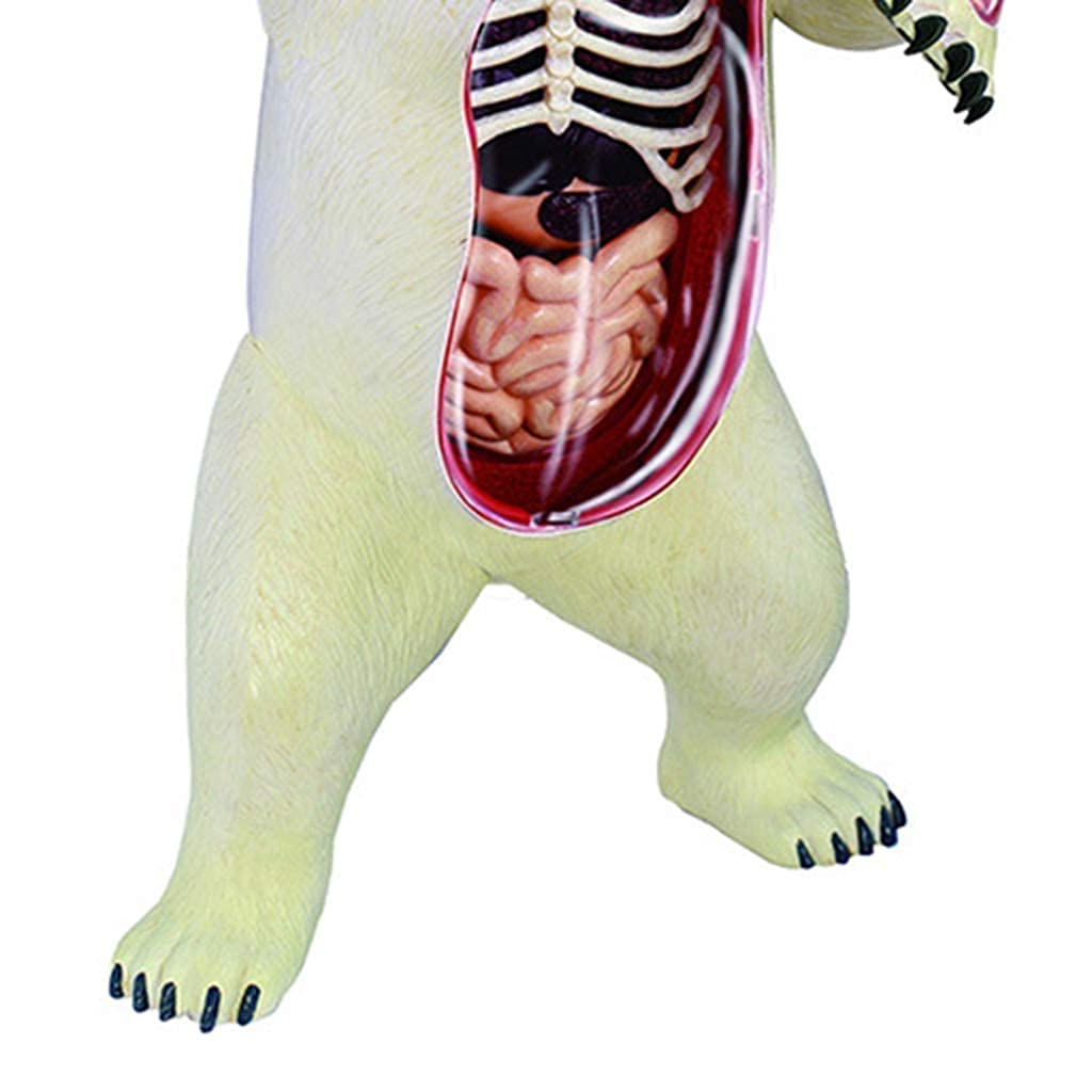 Modello di Studio Modello Educativo Modello di Anatomia Animale Modello Anatomico di Scheletro Dell'orso Modello di Struttura Dell'orso in Materiale Plastico per Materiale Didattico