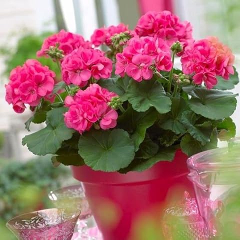 Geranium Colorama Pink 10 Seeds + Freebie + Plant tag Pelargonium Zonale F2 Cover