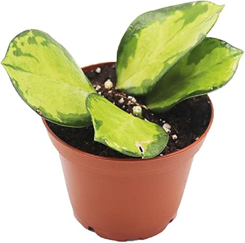 Rara Hoya Australis Lisa - 3" de California Tropicals