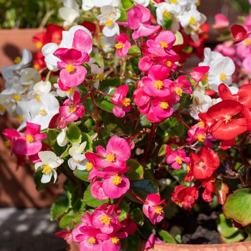 Begonia Summer Rainbow F2 Seeds – Free Flowering & Long Lasting – Half Hardy Perennial – for Your Beautiful Garden