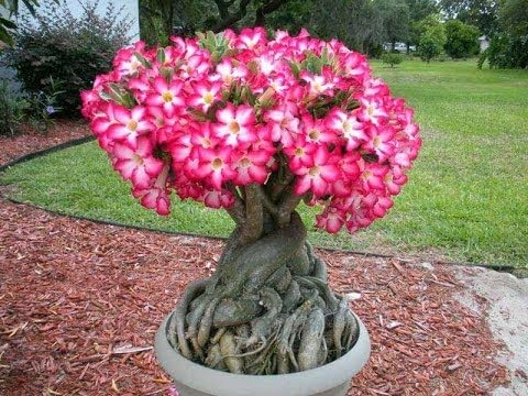 adenium plant hybrid (B0CXT4T6XL) Amazon Price History, Amazon Price Tracker