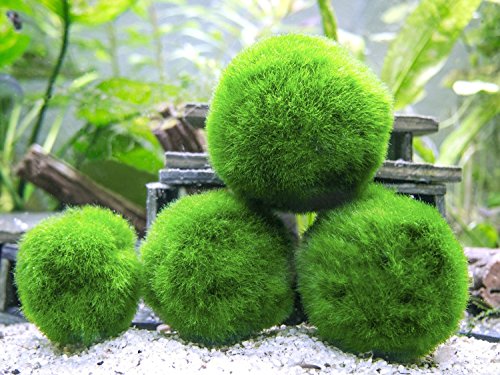 6 Marimo Moss Ball Variety Pack - 4 Different Sizes of Premium Quality Marimo from Giant 2.25 Inch to Small 1 Inch - World's Easiest Live Aquarium Plant - Sustainably Harvested and All-Natural