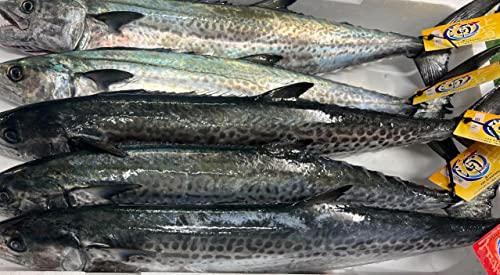 明石浦漁港ブランド 浦さわら 黄色タグ(脂肪分5%以上)1尾(約2.5kg〜3Kg) 業務用 冷蔵