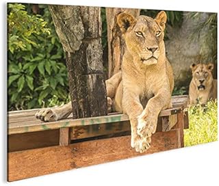 islandburner Canvas Picture Lioness Lion Big Cat 1 K XXL Poster Canvas Wall Art Print Home Decor Living Room Brand