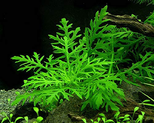 Desconocido Planta DE Acuario,GAMBARIO,PECERA.HYGROPHILA DIFORMIS.