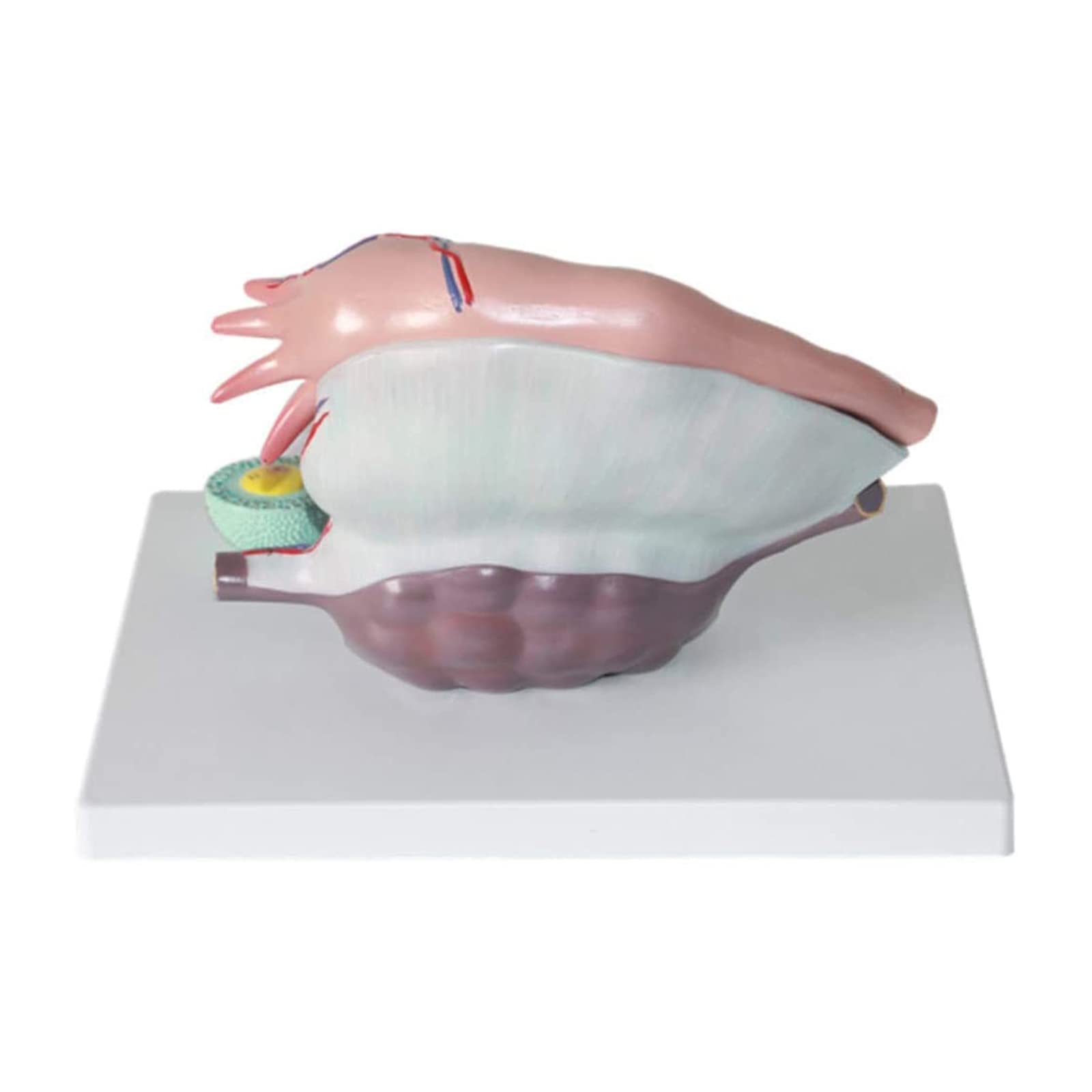 Modello Didattico, Modello Anatomico Ovarico In Plastica, Modello Di Utero, Modello Anatomico Dell'Apparato Riproduttivo Femminile Per Supporto Didattico In Ginecologia, Kit Scientifici, Materiale Di