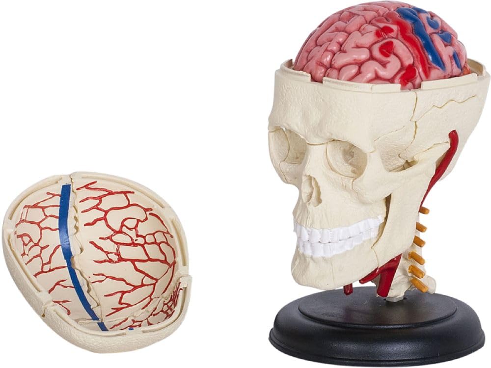 Ameisenkeks® 3D Skull & Brain Model - Detailed Detachable Anatomy Model with Stand - Medical Teaching Model for Students & Doctors