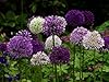 30 Semi Aglio Gigante Decorativo - Allium Giganteum Viola Per Giardino O Vaso - Foto 2