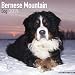 Bernese Mountain Dog Calendar - Dog Breed Calendars - 2018 - 2019 Wall Calendars - 16 Month by Avonside