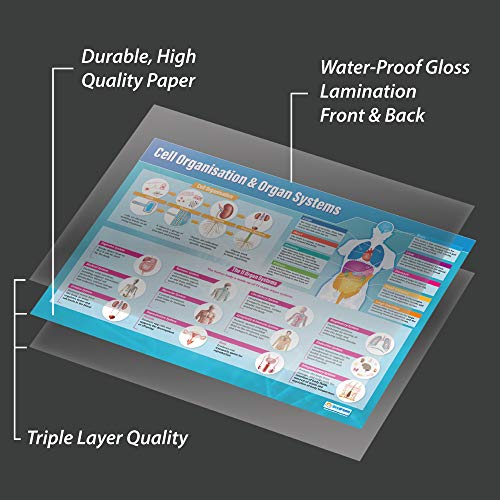 Cell Organization & Organ Systems | Science Posters | Laminated Gloss Paper Measuring 33” X 23.5” | Stem Charts For The Classroom | Education Charts By Daydream Education #TOP2
