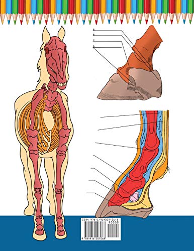 Horse Anatomy Coloring Book: Incredibly Detailed Self-Test Equine Anatomy Color workbook Perfect Gif