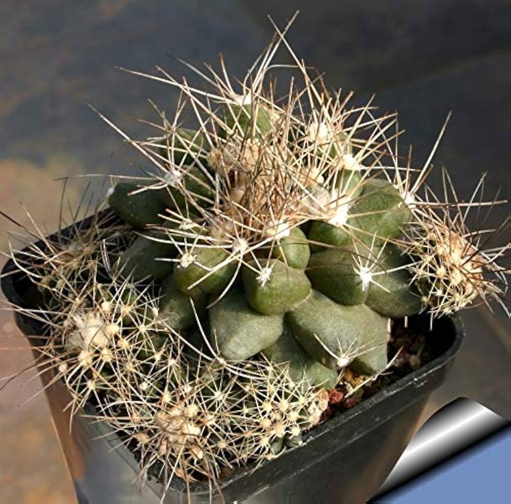 し*ん様 Copiapoa sp. コピアポア不明種 実生 35株セット し*ん様 し*ん様 Copiapoa sp. コピアポア不明種 実生 35株セット し*ん様