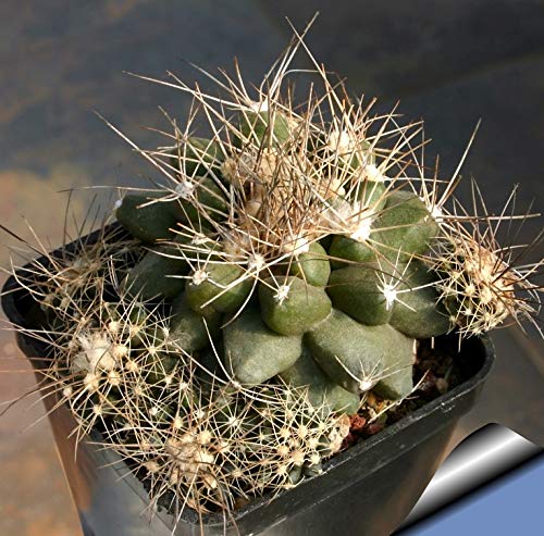 Amazon.co.jp: 【種子】Copiapoa Paposoensis ◇コピアポア