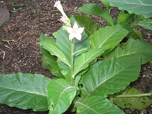 Semillas de Tabaco de Hoja Ancha 200 Semillas de Nicotiana Tabacum